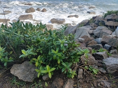 Veronica elliptica