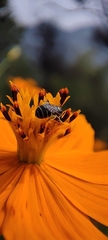 Ceratinidia