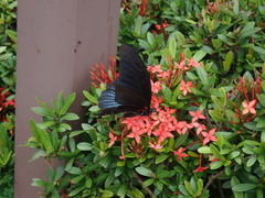Papilio memnon heronus