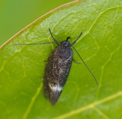 Leistomorpha brontoscopa