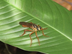 Smeryngolaphria