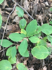 Lonicera flava