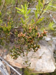 Erica articularis