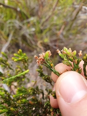 Erica articularis