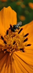 Ceratinidia