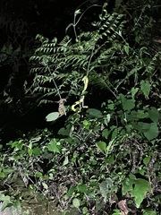 Trimeresurus stejnegeri