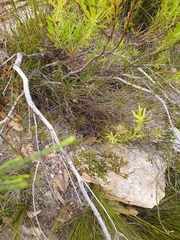 Erica articularis