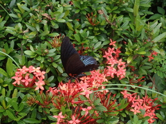 Papilio memnon heronus