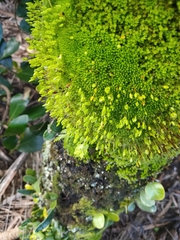 Leptostomum macrocarpum