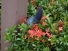 Papilio memnon heronus