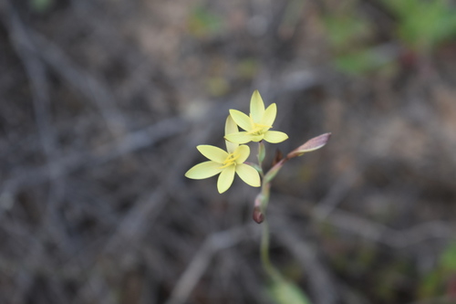 Image of Hesperantha Acuta (Hesperantha acuta) by (c) Justin Ponder, some rights reserved (CC BY)