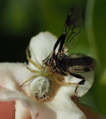 Australomisidia pilula