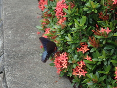 Papilio memnon heronus