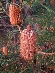 Banksia spinulosa