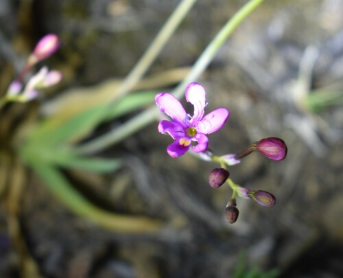 Image of Freesia verrucosa by (c) Justin Ponder, some rights reserved (CC BY)