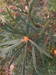 Banksia spinulosa