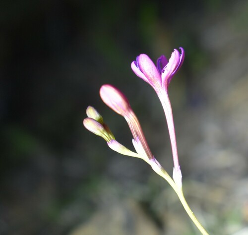 Image of Freesia verrucosa by (c) Justin Ponder, some rights reserved (CC BY)