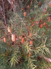 Banksia spinulosa
