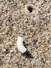 Spirula spirula