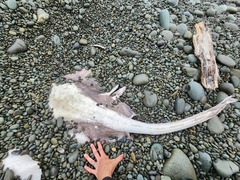 Dipturus innominatus