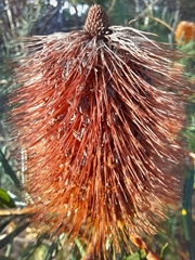 Banksia spinulosa