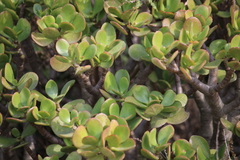 Crassula ovata