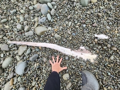 Dipturus innominatus