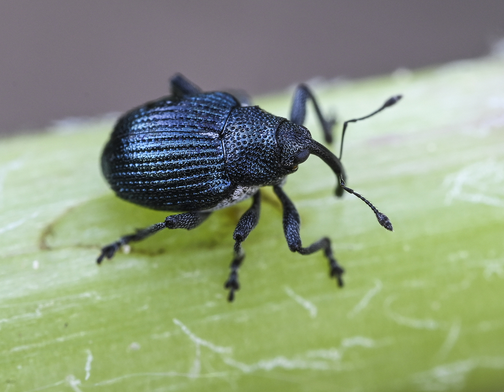 Ceutorhynchus ignitus
