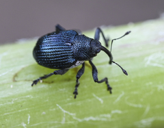 Ceutorhynchus ignitus