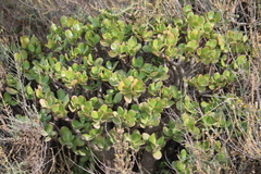Crassula ovata
