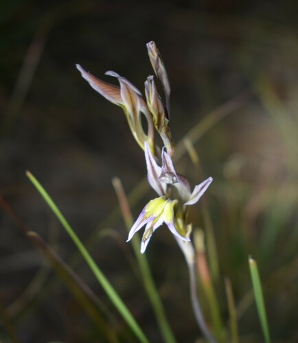 Image of Gladiolus permeabilis by (c) Justin Ponder, some rights reserved (CC BY)