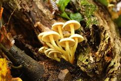 Hypholoma subviride