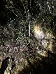 Trimeresurus stejnegeri