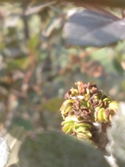 Pistacia atlantica
