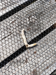 Porphyrio hochstetteri