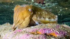 Sepia plangon