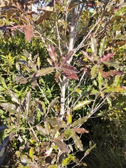 Quintinia serrata