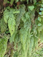 Hymenophyllum