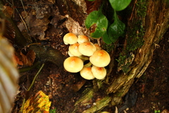 Hypholoma subviride
