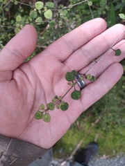 Coprosma tenuicaulis