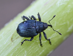 Ceutorhynchus ignitus