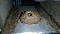 Phimenes flavopictus formosanus