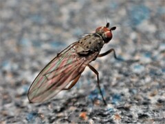 Tephrochlamys rufiventris