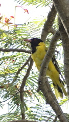 Oriolus larvatus
