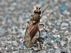 Tephrochlamys rufiventris