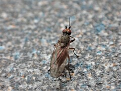 Tephrochlamys rufiventris