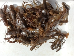 Austropotamobius torrentium