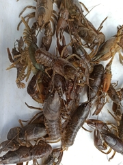 Austropotamobius torrentium