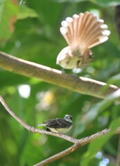 Rhipidura javanica
