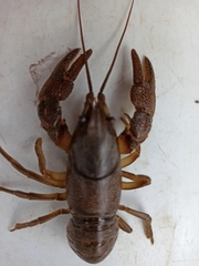 Austropotamobius torrentium